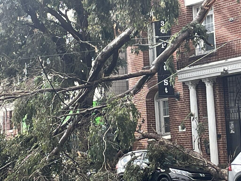 One the multiple trees that fell in San Francisco due to high winds, Tuesday, March 21, 2023. (San Francisco Fire Department)