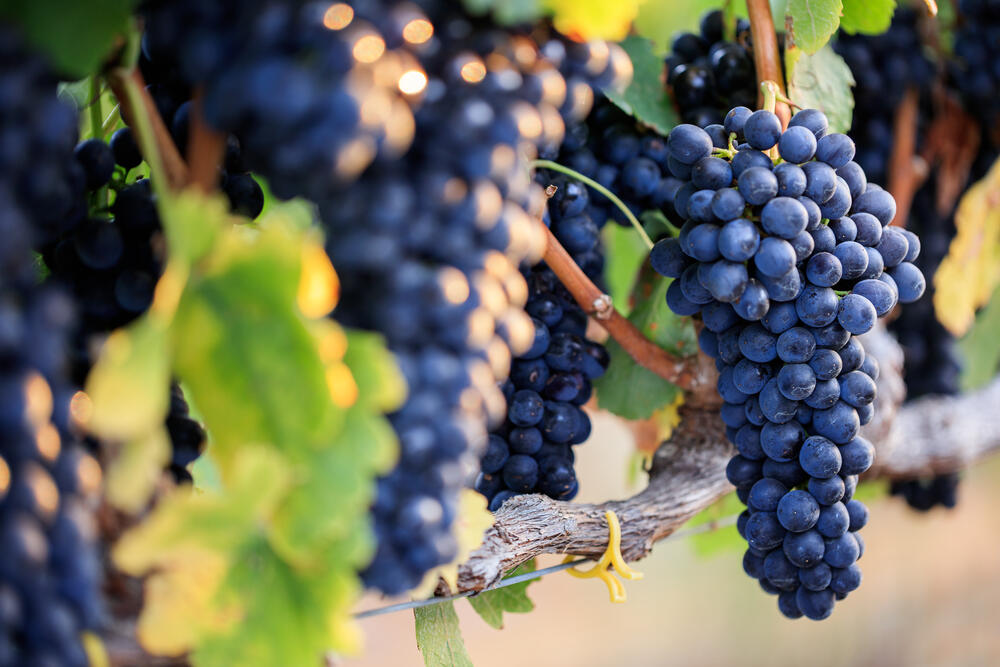 Close-up of bunches of ripe red wine grapes on vine, selective focus. (Shutterstock)