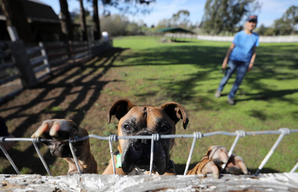 Ace, a 9 or 10-year-old Boxer available for adoption, plays in the yard at Lily's Legacy Senior Dog Sanctuary in Petaluma on Friday, Oct. 29, 2021.(Beth Schlanker/The Press Democrat)