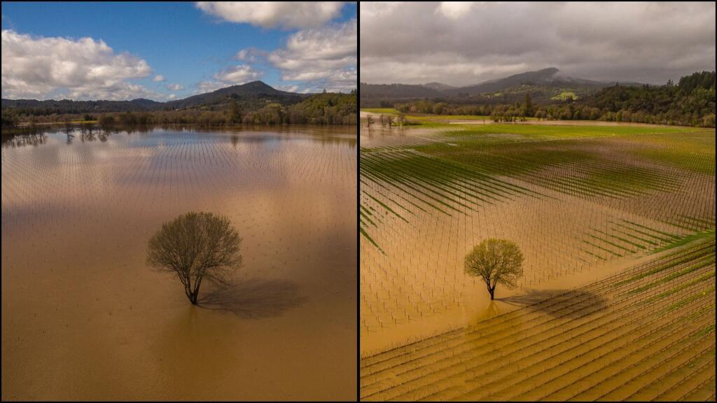 Jackson Family vineyards are submerged in the Russian River near Trenton Road and River Road in these 2023 and 2024 photos. Photo on the left taken Friday, March 10, 2023. Photo on the right taken Monday, Feb. 19, 2024. (Chad Surmick / The Press Democrat)