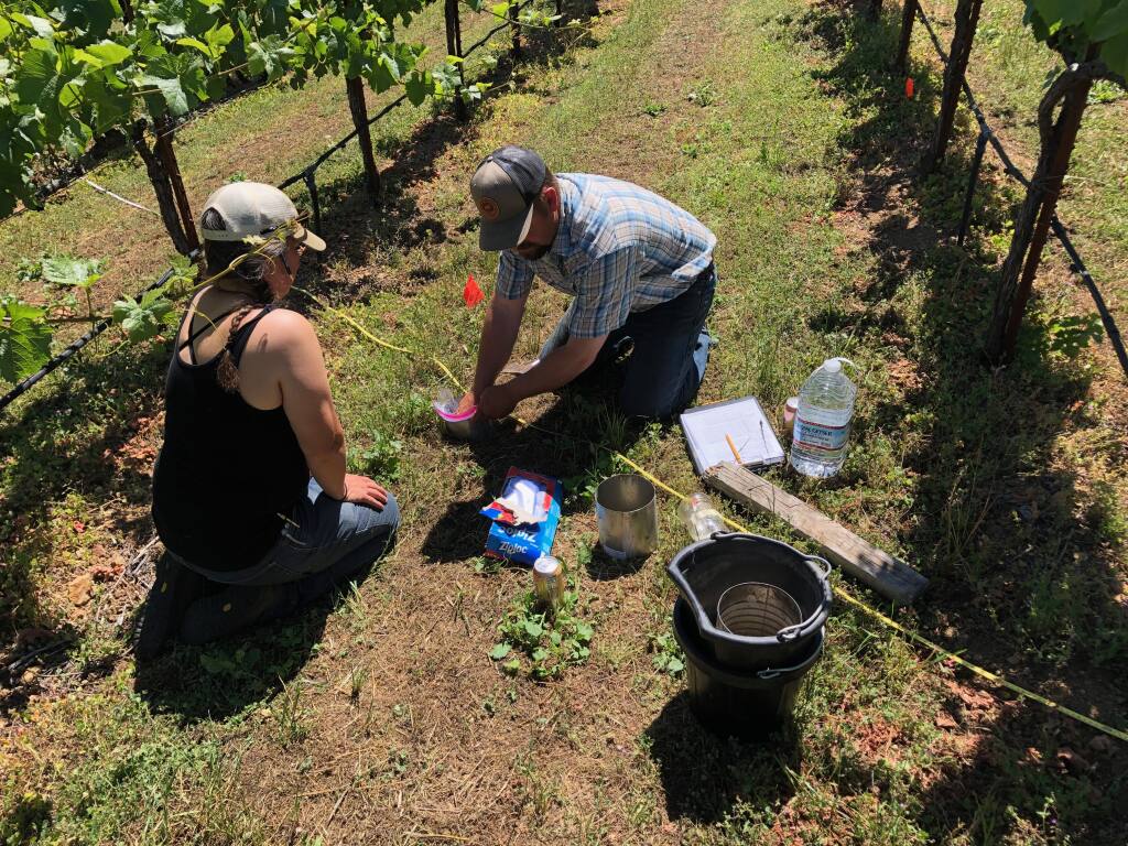 Accreditors with the Land to Market regenerative agriculture certification program take measurements on existing conditions in Mariah Vineyards in the Mendocino Ridge appellation on June 18, 2020. (courtesy of Mariah Vineyards)