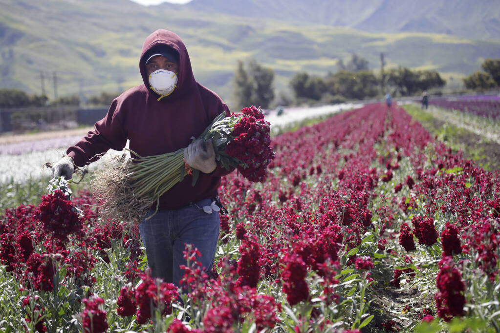 A farmworker, considered an essential worker under the current COVID-19 pandemic guidelines, wears a mask as he works at a flower farm Wednesday, April 15, 2020, in Santa Paula, Calif. (AP Photo/Marcio Jose Sanchez)