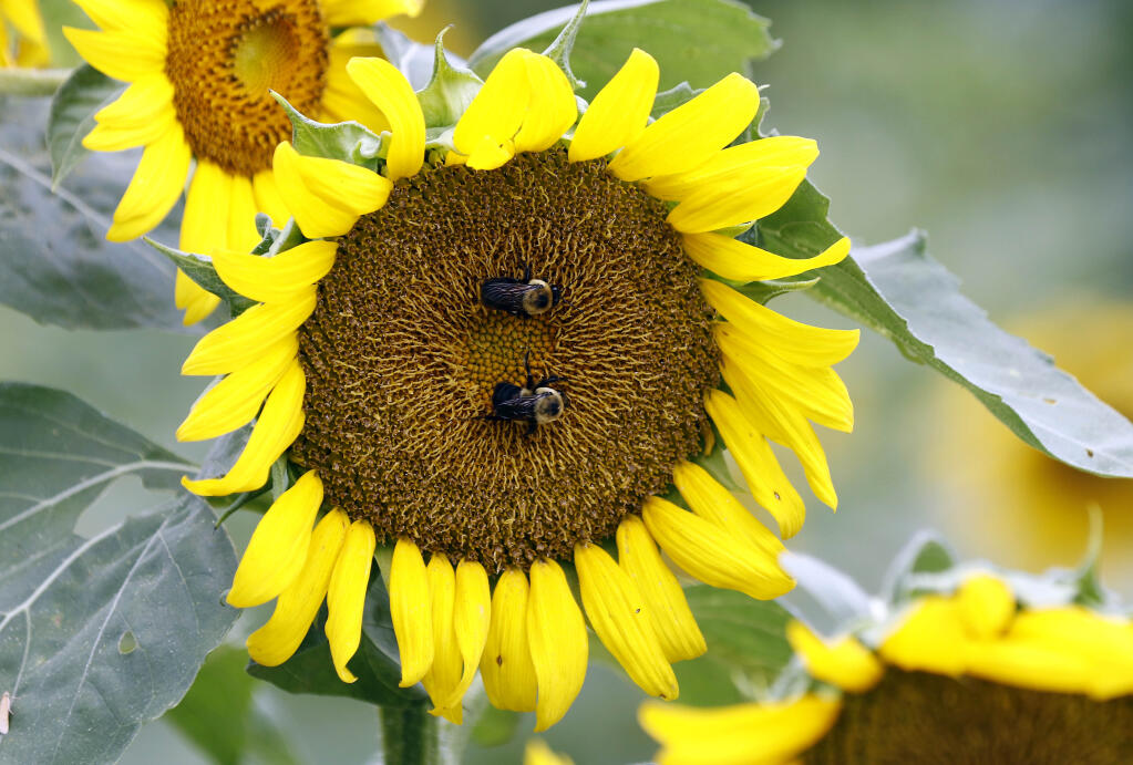 FILE - Bumble bees inspect and pollinate a sunflower on a Gaddis Farms field in Bolton, Miss., on July 13, 2018. The California Supreme Court on Wednesday, Sept. 21, 2022, allowed the state to consider protecting threatened bumblebees under a conservation law listing aimed at fish. (AP Photo/Rogelio V. Solis, File)