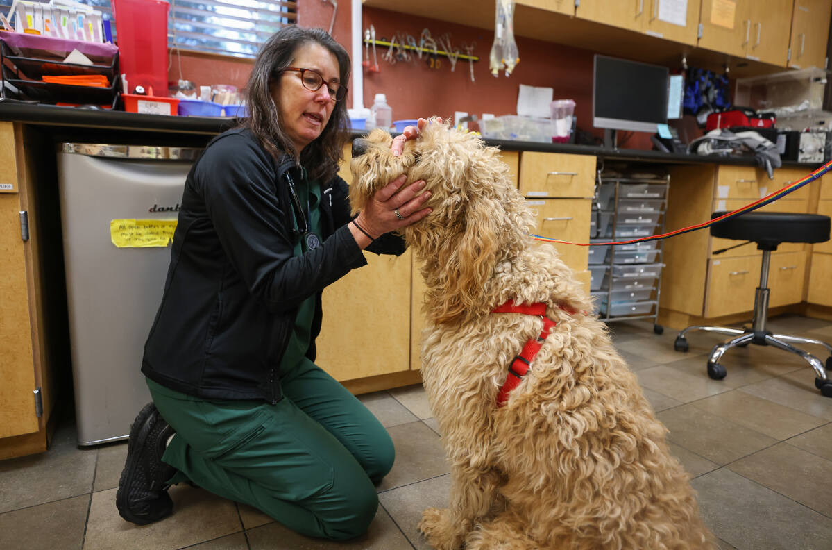 Veterinary staffing crisis leaves Sonoma County pet owners desperate for timely emergency pet care