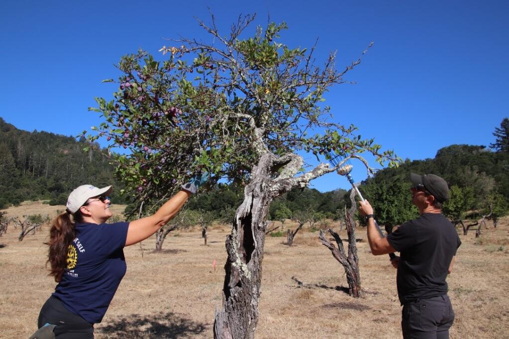 Lori Rukes (left) and Jason Rukes harvest fruit on July 23 in the historic orchard at Jack London State Historic Park to be distributed by Farm to Pantry. (Rotary Club of Sonoma Valley)