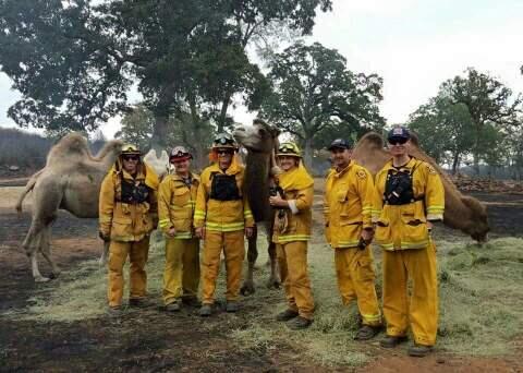 Firefighters pose with camels from Sacred Camel Gardens. (Submitted photo)