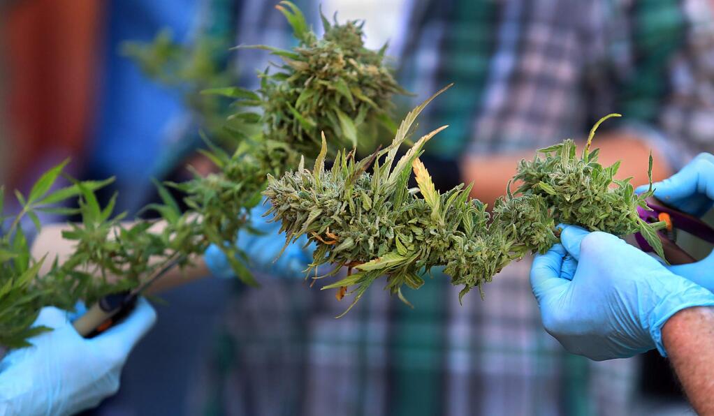 At Justice Grown farm in rural Santa Rosa, Tuesday, Sept. 27 2017, marijuana is trimmed for drying. (Kent Porter / The Press Democrat)