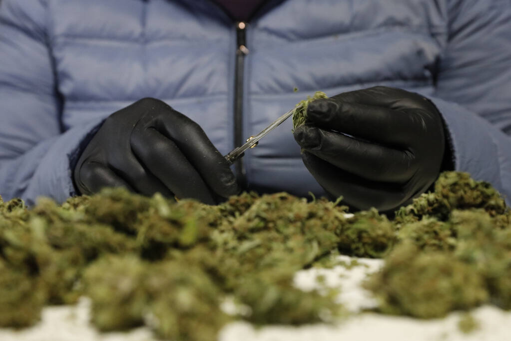 An employee trims cannabis flower at the SPARC processing facility in Santa Rosa on Wednesday, Dec. 1, 2021. (Beth Schlanker/The Press Democrat)