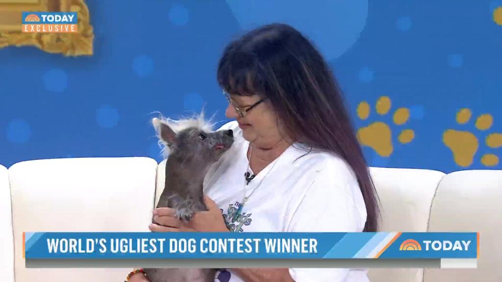 Scooter, a seven-year-old Chinese crested, was named the “ugliest dog in the world” and appeared on the “Today” show, Monday, June 26, 2023. (Today / YouTube)