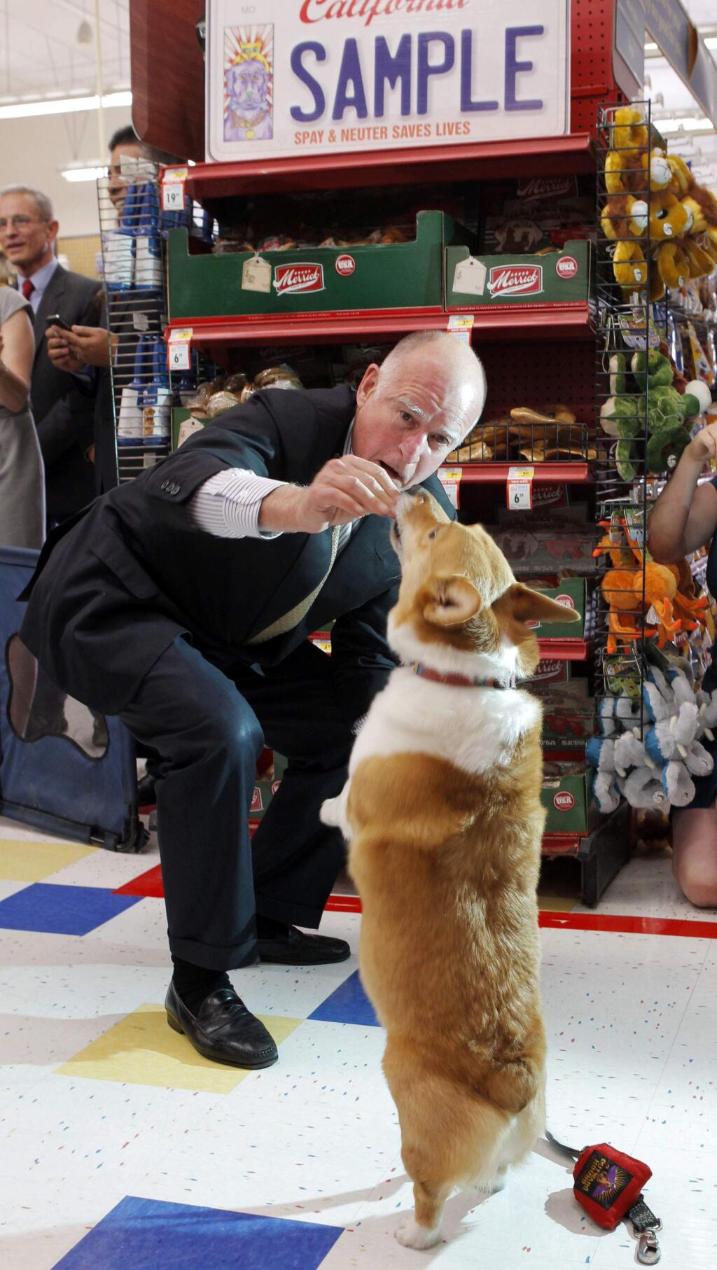 FILE - In this May 2, 2012, file photo, California Gov. Jerry Brown gives his dog, Sutter, food at a Petco store in Los Angeles. Brown spokesman Evan Westrup said Tuesday that Sutter was rushed to an animal hospital last week and underwent emergency surgery. Veterinarians removed several masses suspected to be cancer from his intestines, lymph nodes and liver. (AP Photo/Nick Ut, file)