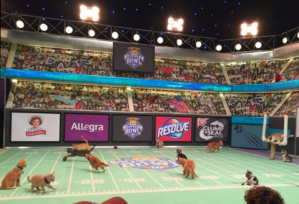 FILE - In this Oct. 21, 2015 file photo, kittens play on a mini football field during the taping of 'Kitten Bowl III,' in New York. To coincide with the start of the Summer Olympic games on Friday, Aug. 5, about 90 kittens over at the Hallmark Channel will be holding their own in the Kitten Summer Games.. (AP Photo/Leanne Italie, File)