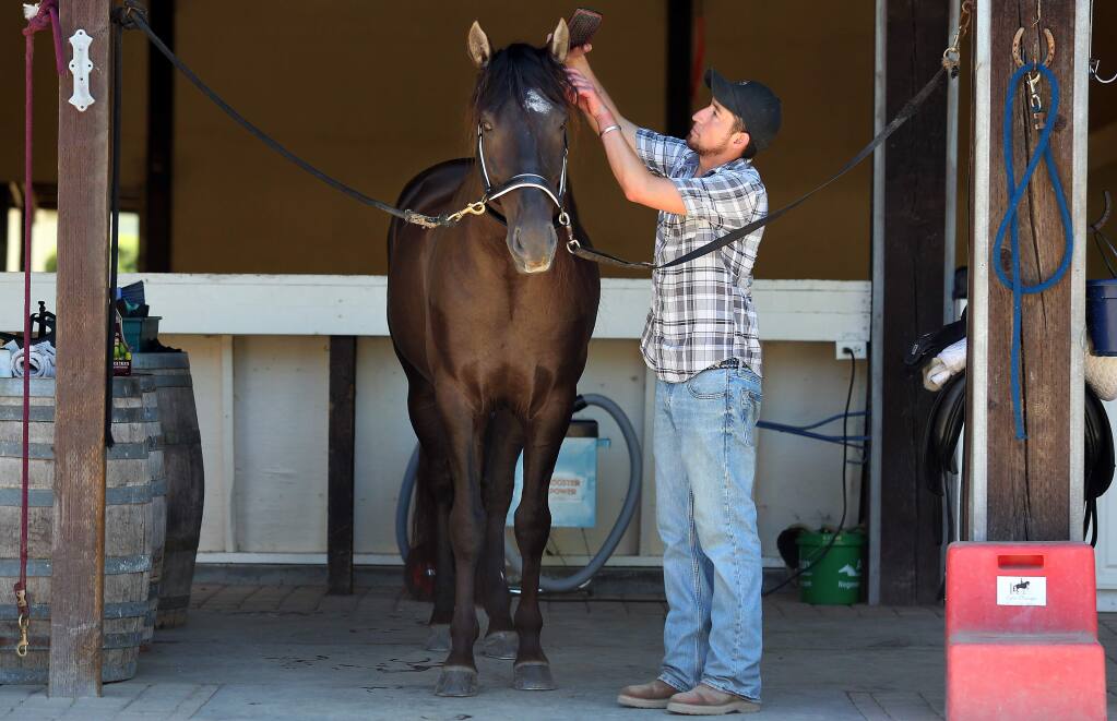 Head groomer Miguel Jimenez prepares Saltando Do Norte, a Lusitano stallion, at Flying Cloud Farm in Petaluma on Wednesday, August 13, 2014. (Christopher Chung/ The Press Democrat)