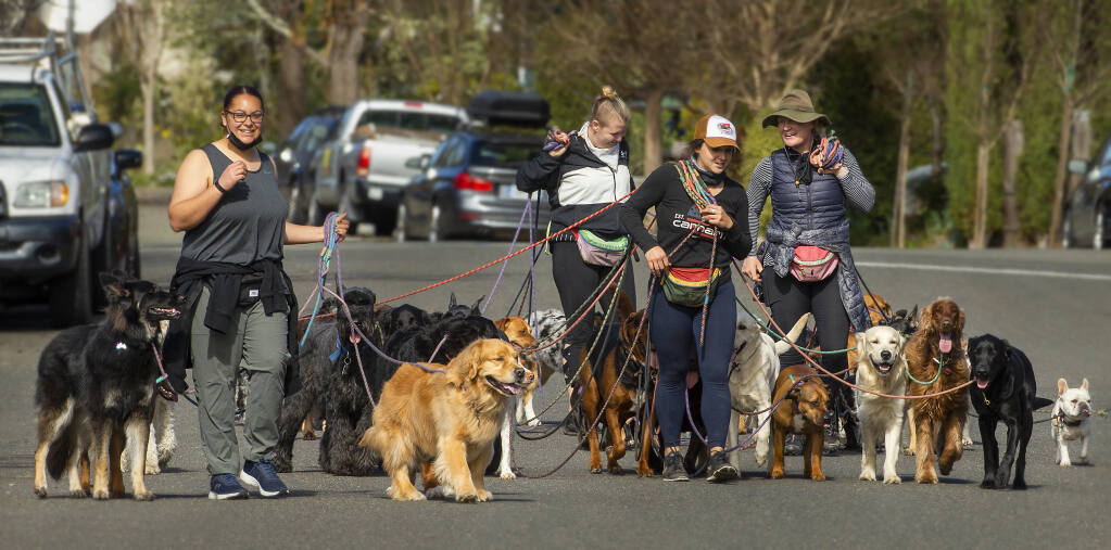 From left, Jessica Weingang, Jessica Gollnick, Karin Vargas and Kali Douglass walk 44 dogs in a tangle of leashes down Wright Street in Santa Rosa on Tuesday, Feb. 16, 2021. Their dog-walking business, Bonehemian Wags, offers pack walking to encourage proper manners, confidence and healthy socialization. (John Burgess / The Press Democrat)