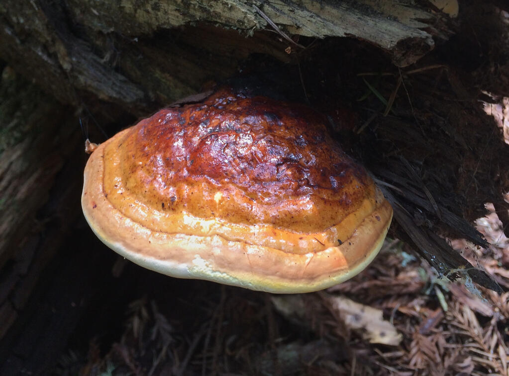 Scientists say we’re only just starting to learn how critically important fungi are to life. With the  recent abundance of rain, mushrooms and fungi are popping up all over Sonoma County. (Stephen Nett)