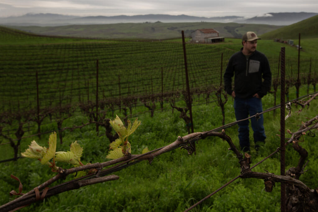 Jimmy Grossi, vineyard operations manager for La Prenda Vineyard Management, keeps a watchful eye on the early chardonnay buds at the Wildcat Mountain Vineyard off Arnold Drive in Sonoma, Friday, Feb. 16, 2024. (Robbi Pengelly / Sonoma Index-Tribune)