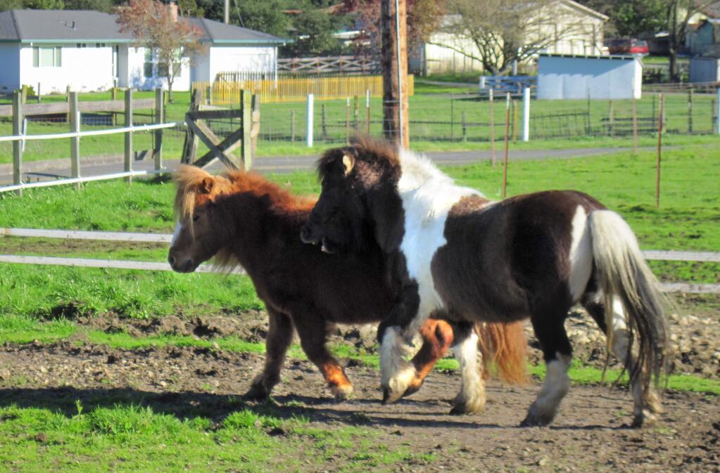 A hit-and-run driver crashed through Juanita Carrillo's Penngrove corral early Saturday morning killing two miniature ponies, Scout and Big Red. The pair a shown here in a picture by Carrillo before the accident.