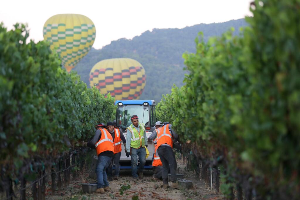 A hot air balloon lifts off as workers harvest pinot noir grapes in Rodgers Vineyard for Mumm Napa in Yountville, California on Tuesday, August 13, 2019. (BETH SCHLANKER/The Press Democrat)