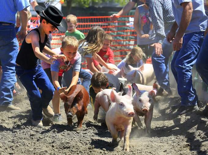 Kids try and catch a slippery piglet in the Pig Scramble during Farmers Day at the Sonoma County Fair. (JOHN BURGESS / The Press Democrat)