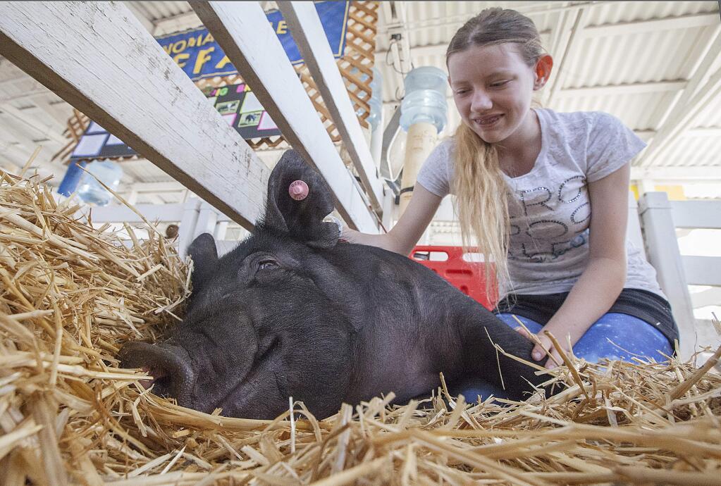 Sonoma Valley FFA member Kyhren Cox with her six-month-old pig, Mickey, a Berkshire cross.There's something for everyone at the Sonoma County Fair, which runs from July 24 to August 9. (Photos by Robbi Pengelly/Index-Tribune)