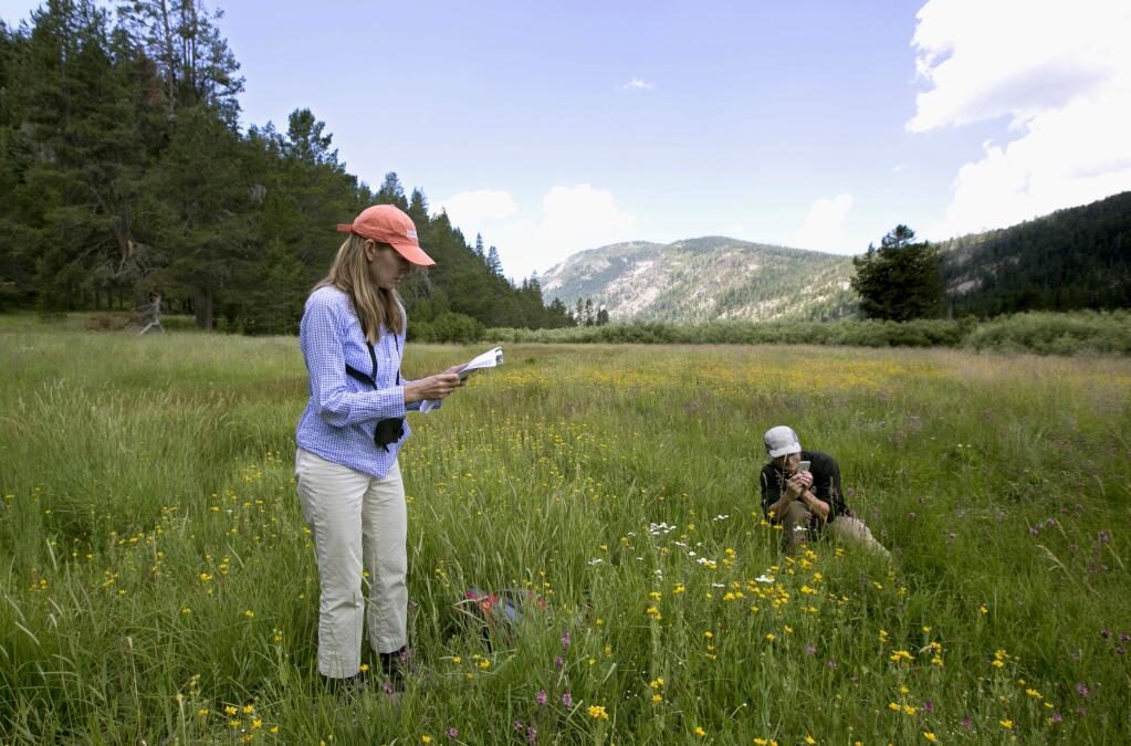 In this Tuesday, July 25, 2017 photo, Sasha Gennet, left and Elliott Wright, both of The Nature Conservancy, study some of the wild flowers in the Lower Carpenter Valley near Truckee, Calif. Hidden from public view from more than a century, the valley has recently been purchased by the Truckee Donner Land Trust, The Nature Conservancy and others, will be opening for tours. (AP Photo/Rich Pedroncelli)