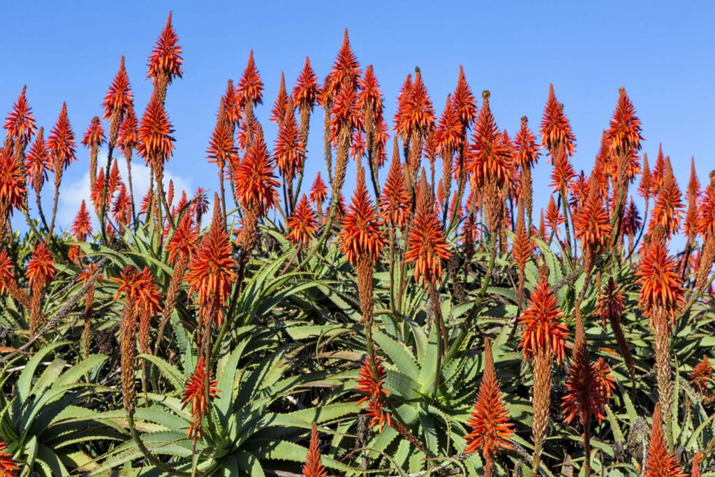 Aloe plants are admired for their bold color and forms. Some are medicinal.