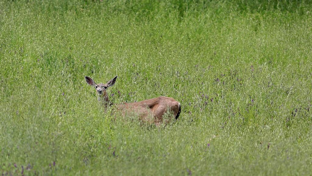 A blacktail deer grazes in the Berryessa Snow Mountain National Monument, Tuesday April 25, 2017 in Napa County. (Kent Porter / The Press Democrat, 2017)