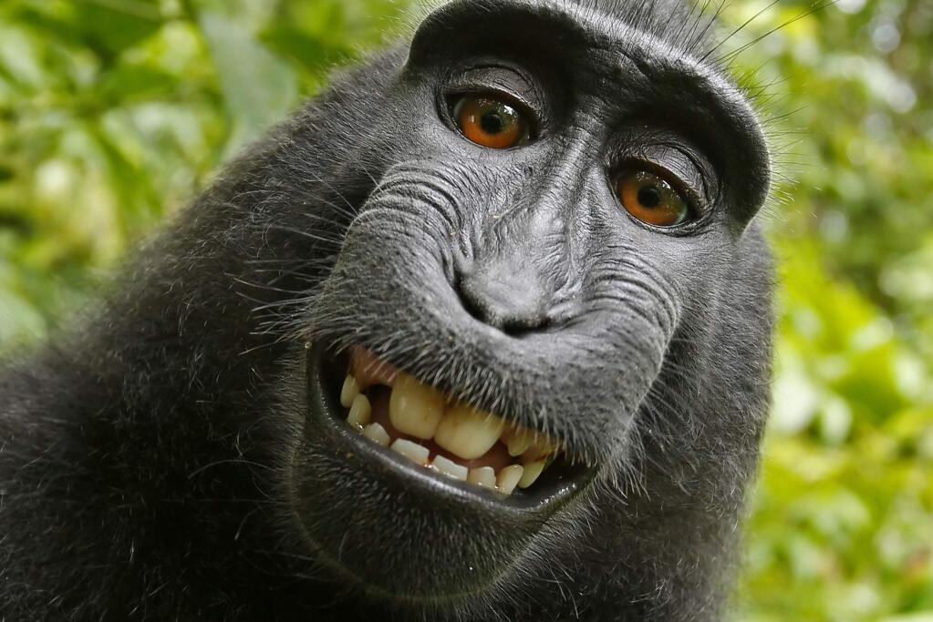This 2011 photo provided by People for the Ethical Treatment of Animals (PETA) shows a selfie taken by a macaque monkey on the Indonesian island of Sulawesi with a camera that was positioned by British nature photographer David Slater. The photo is part of a court exhibit in a lawsuit filed by PETA in San Francisco on Tuesday, Sept. 22, 2015, which says that the monkey, and not Slater, should be declared the copyright owner of the photos. (David Slater/Court exhibit provided by PETA via AP)