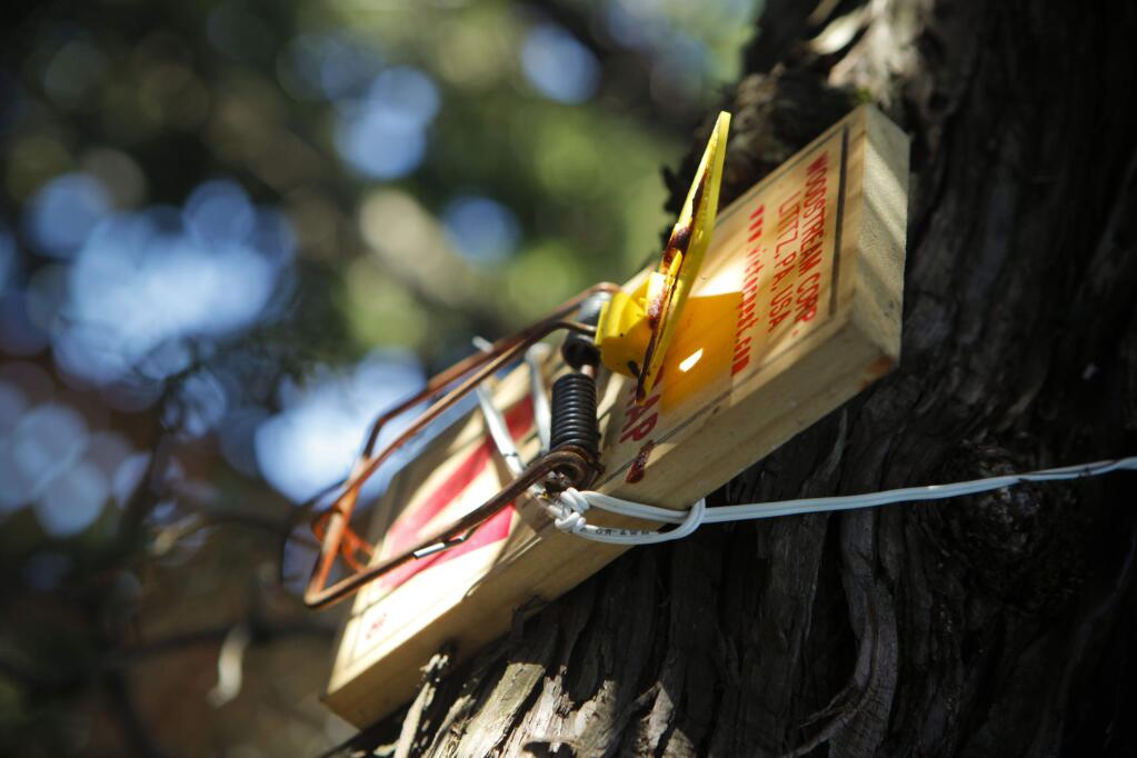 Residents from an East Petaluma neighborhood have been trying to deal with a rat infestation that has ruined their gardens, endangered pets and children, and destroyed parts of their homes. Nina Keck placed rat traps all over her backyard including up in her trees. (CRISSY PASCUAL/ARGUS-COURIER STAFF)