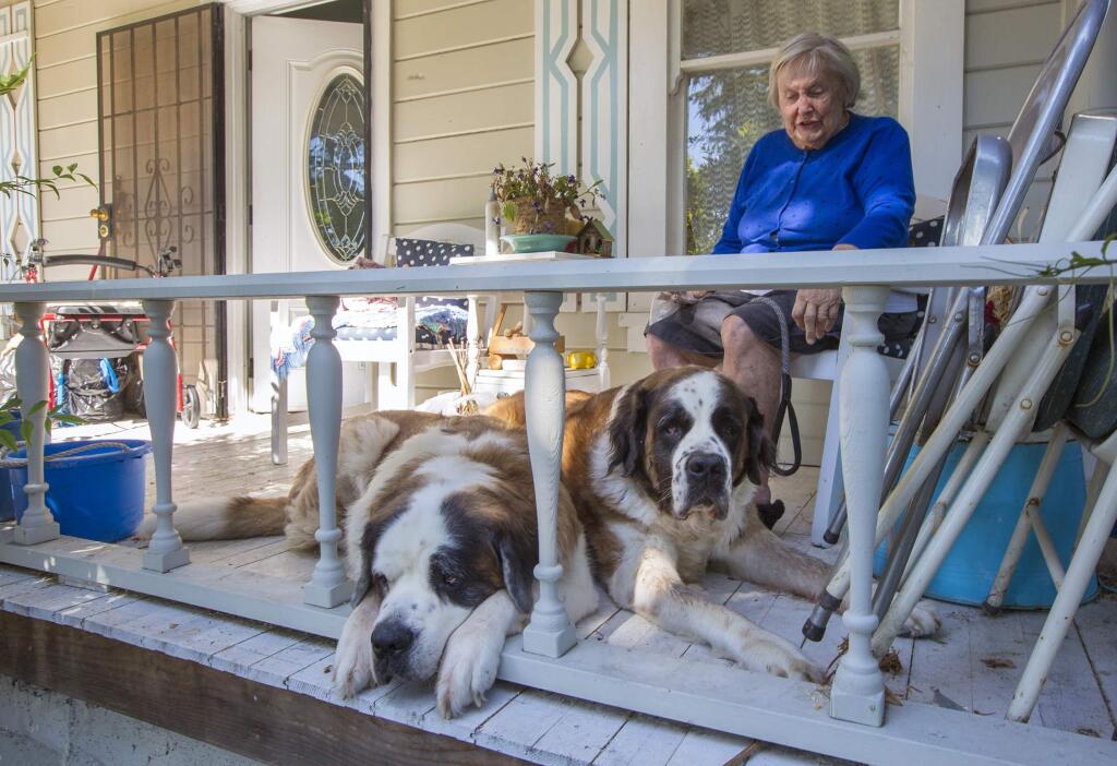 Irma Castillo with Moxie,left, and Macy. The seven-year-old St. Bernards are sisters. (Photo by Robbi Pengelly/Index-Tribune)