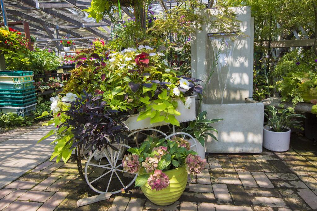 Deborah Thomas, who holds classes in how to put together baskets and containers filled with thriving plants and flowers, says that anything can be used, as long as there are drainage holes. (Photo by Robbi Pengelly/Index-Tribune)