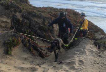 Firefighters rescued a puppy from a cliff at San Francisco’s Fort Funston, Friday, March 5, 2021. (San Francisco Fire Department / Twitter)