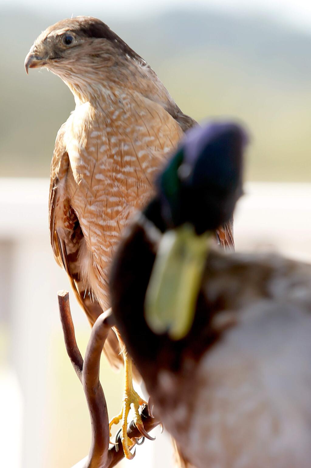 Taxidermies of a sharp-shinned hawk, left, and a mallard are displayed for guests with other examples of wildlife seen at the Laguna de Santa Rosa during the Wings, Wine and Wetlands fundraiser for the Laguna de Santa Rosa Foundation in Santa Rosa, California, on Sunday, September 24, 2017. (Alvin Jornada / The Press Democrat)