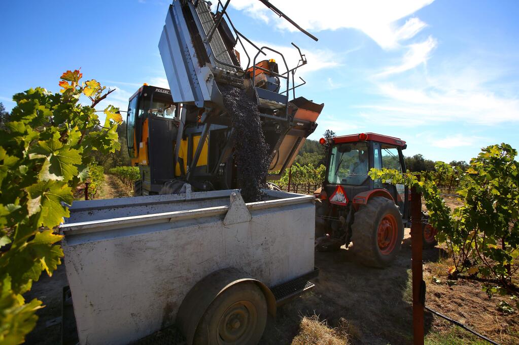 Cabernet sauvignon grapes are dumped into a bin from a grape harvester for Constellation Brands, in a vineyard along Chalk Hill Road, east of Healdsburg, on Monday, Oct. 13, 2014. (CHRISTOPHER CHUNG/ PD)