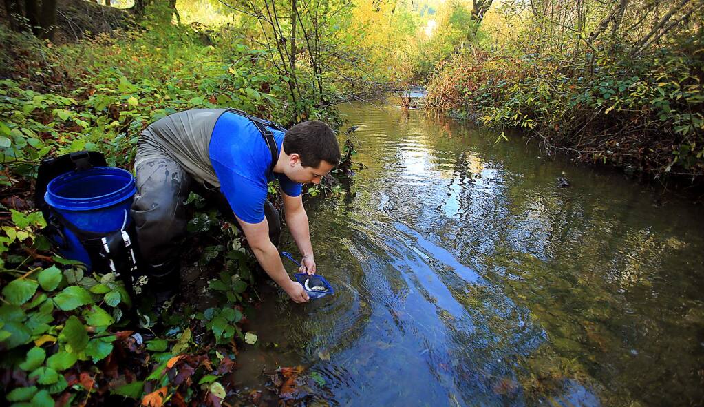Zach Mayer, volunteering his time with the Army Corp of Engineers and a student with SRJC, releases coho salmon in to Porter Creek, Monday Nov. 21, 2016 at the MacMurray-Gallo Ranch. (Kent Porter / The Press Democrat) 2016