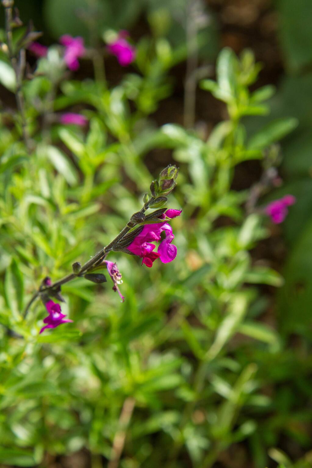 Salvia greggii is a hummingbird favorite.