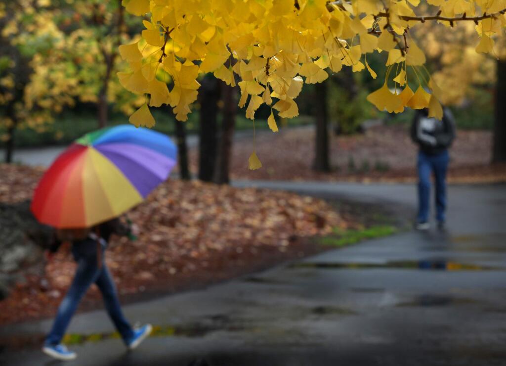 Students walk in the rain on the Sonoma State University campus in Rohnert Park , California on Tuesday, December 2, 2014. (BETH SCHLANKER/ The Press Democrat)