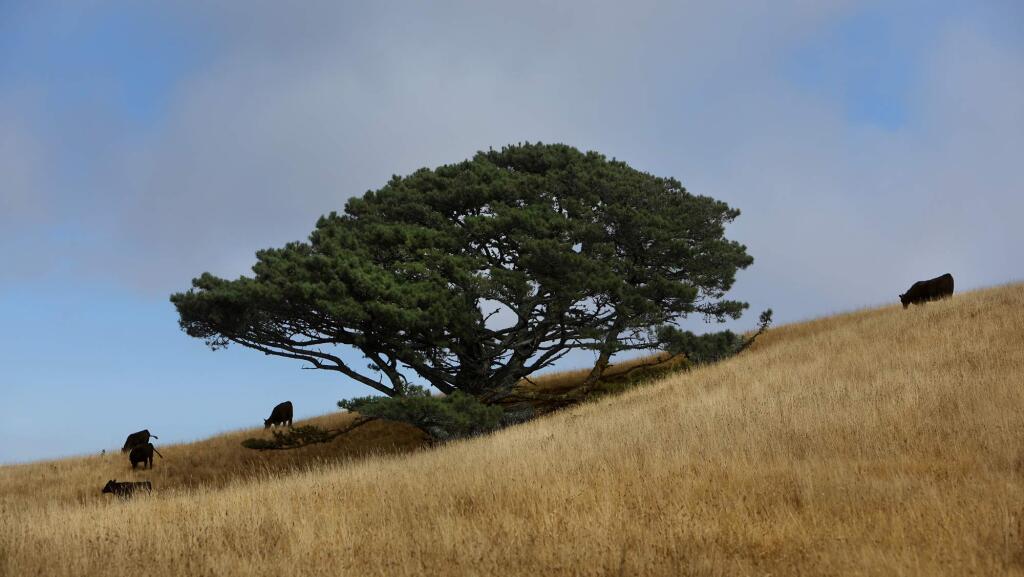 Angus cattle graze near a Monterey pine at Bay Hill Ranch near Bodega Bay, Wednesday Sept. 5, 2018. The Gold Coast Conservation District is using Bay Hill as a partner in a carbon farming plan. (Kent Porter / The Press Democrat) 2018