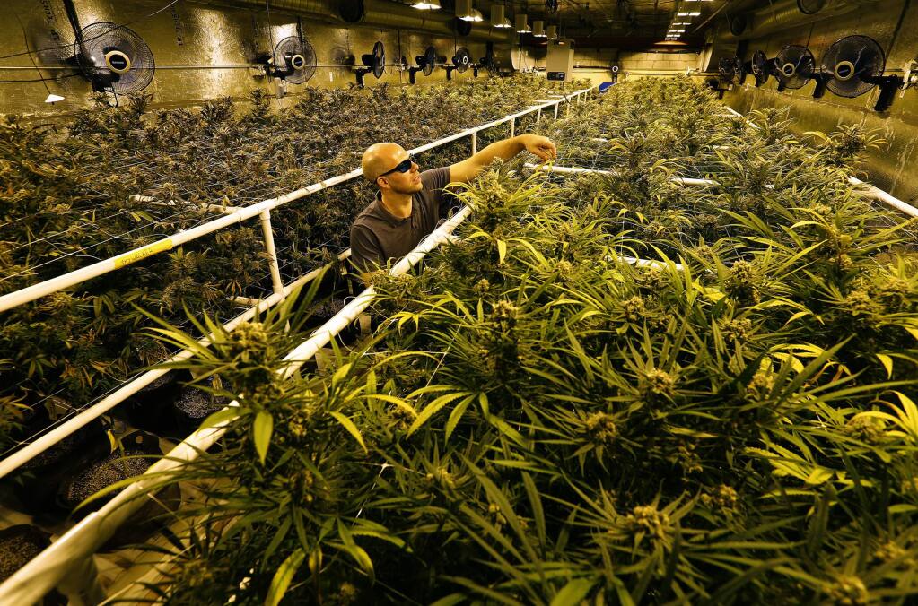 Jon Richards, compliance manager at Patients Against Pain Cannabis Collective in Los Angeles, removes dead leaves while inspecting plants for harvest inside a growing room. Growers now operating at this facility in downtown Los Angeles will be among the tenants of a planned 380,000-square-foot facility in Desert Hot Springs. (Mel Melcon/Los Angeles Times/TNS)