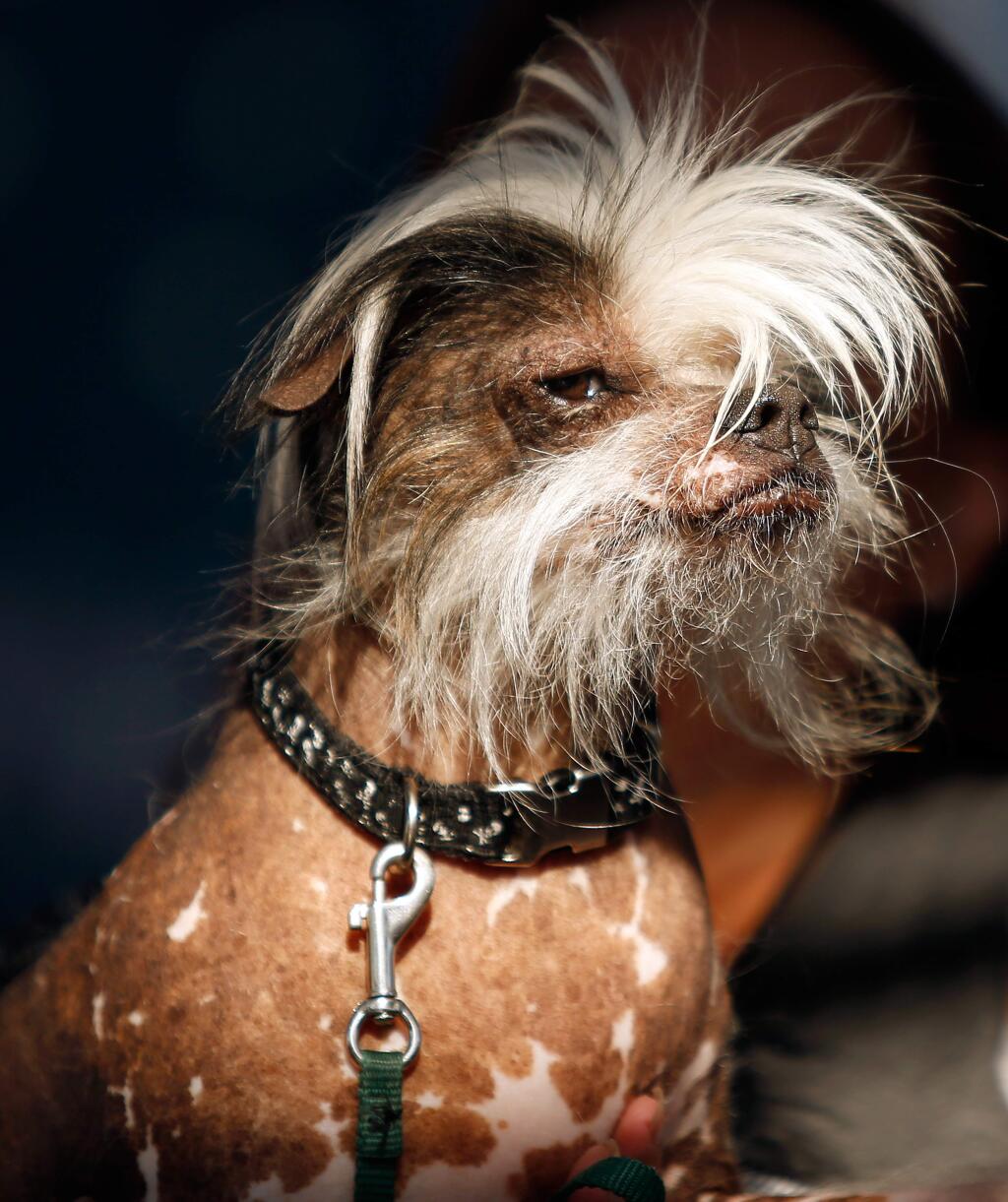 A contestant in the World's Ugliest Dog contest at the Sonoma-Marin Fair in 2017. (Alvin Jornada / The Press Democrat)