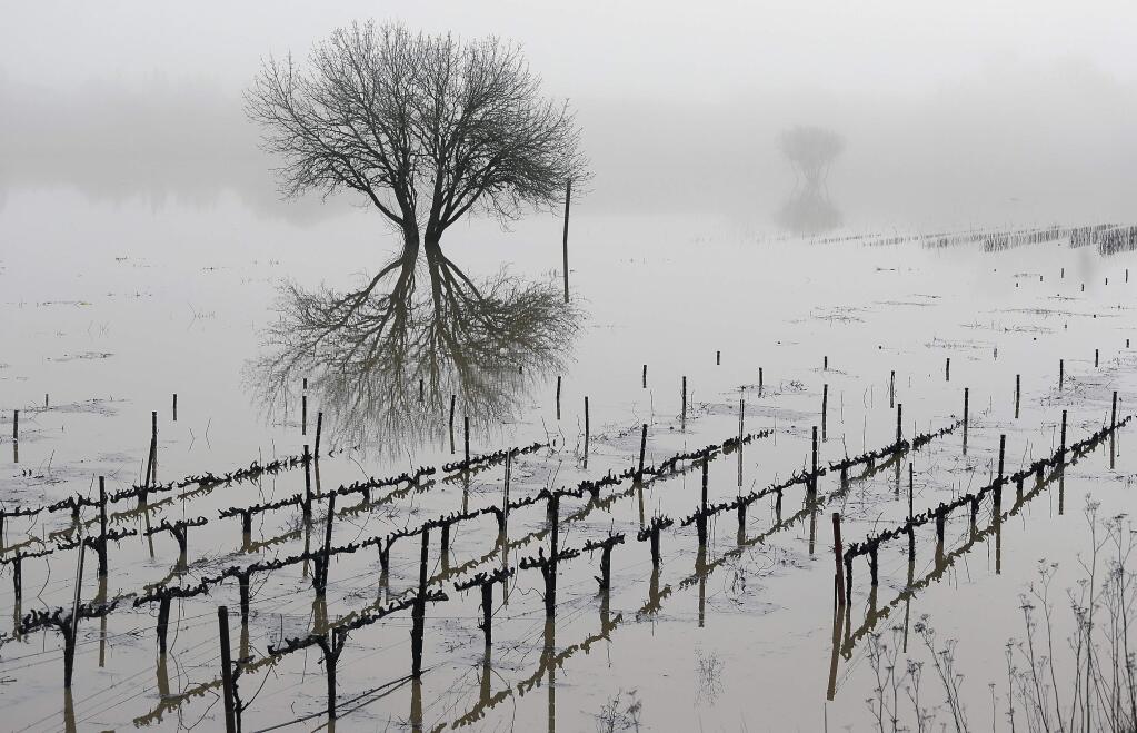 FILE - In this Jan. 9, 2017, file photo, vineyards remain flooded in the Russian River Valley in Forestville, Calif. More than 40 percent of California has emerged from a punishing drought that covered the whole state a year ago, federal drought-watchers said Thursday, Jan. 12, a stunning transformation caused by an unrelenting series of storms in the North that filled lakes, overflowed rivers and buried mountains in snow. (AP Photo/Eric Risberg, File)