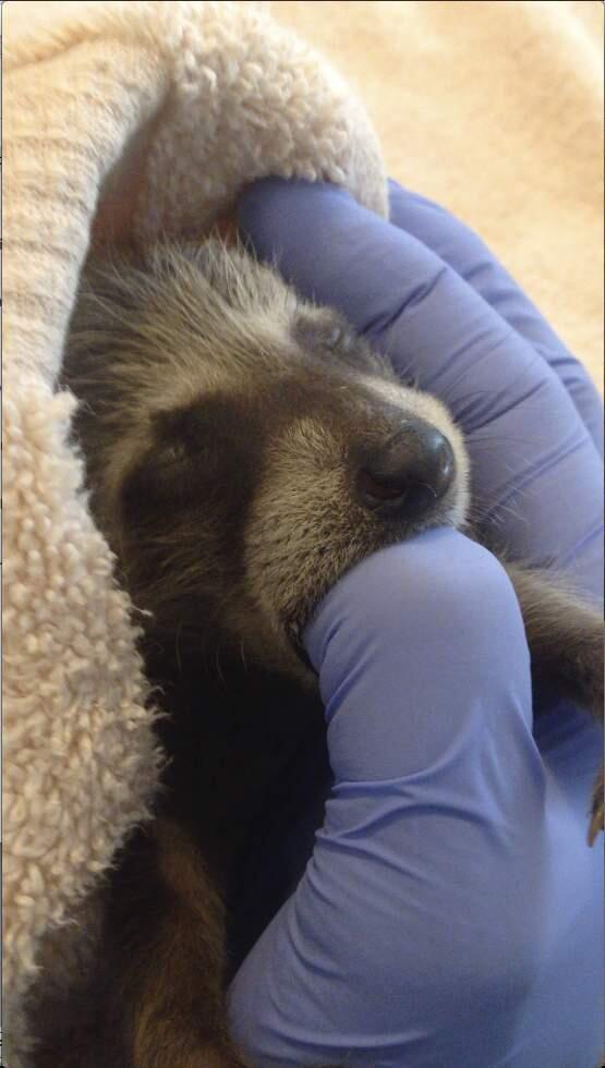 In this photo taken on Sept. 5, 2016, and provided by WildCare, a baby raccoon that inadvertently hitched a ride from Florida to Marin County in Northern California is nursed back to health at WildCare in San Rafael, Calif. The raccoons are now recovering at the Oakland Zoo. Animal care authorities said Tuesday, Jan. 17, 2017, that in September a man had unknowingly transported the raccoons from Florida to Marin County in a moving truck. (Marie-Noelle Marquis/WildCare via AP)