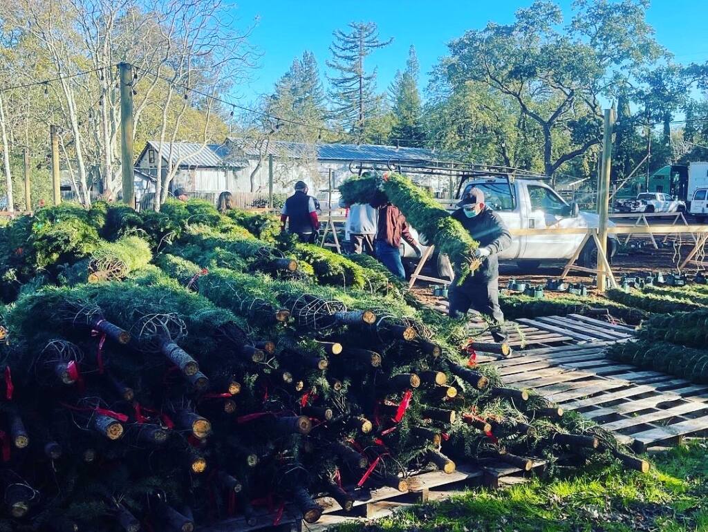 More than 800 freshly cut trees arrived from Oregon for Operation Christmas Tree. (Little Fang Media, Inc.)