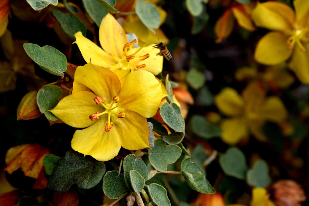 Fremontodendron (Gurcharan Singh/Shutterstock)