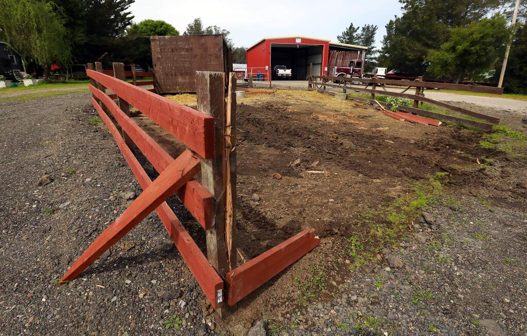 A hit-and-run driver crashed through Juanita Carrillo's Penngrove corral early Saturday morning killing two miniature ponies, Scout and Big Red. (John Burgess/The Press Democrat)