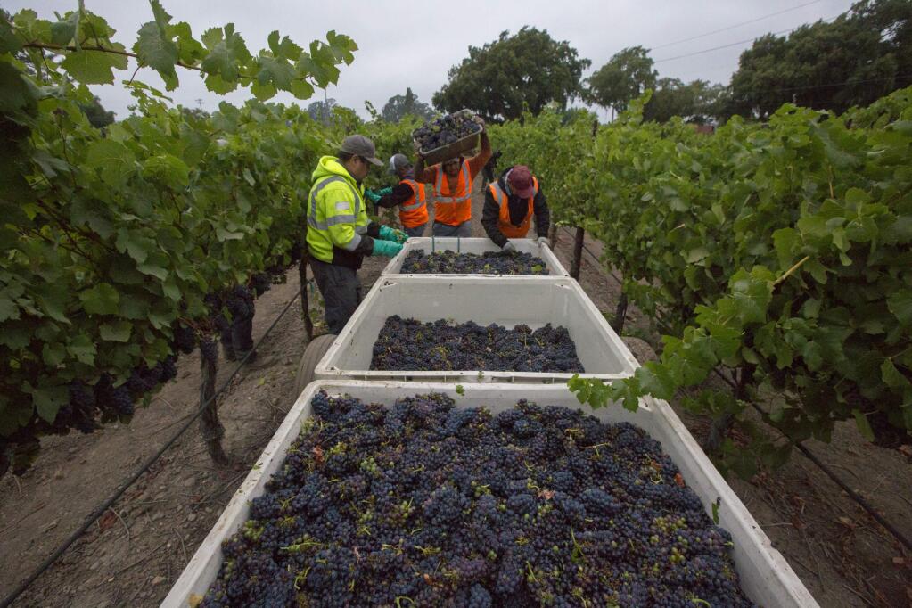 Sonoma Valley's grape harvest has begun. Twenty tons of pinot grapes were picked on Wednesday morning at the Sangiacomo vineyards on Broadway. Work started around 3 a.m., with lights in the vine rows to help pickers. Night harvesting is becoming more prevalent, being better for both the grapes and the workers. (Photo by Robbi Pengelly/Index-Tribune)