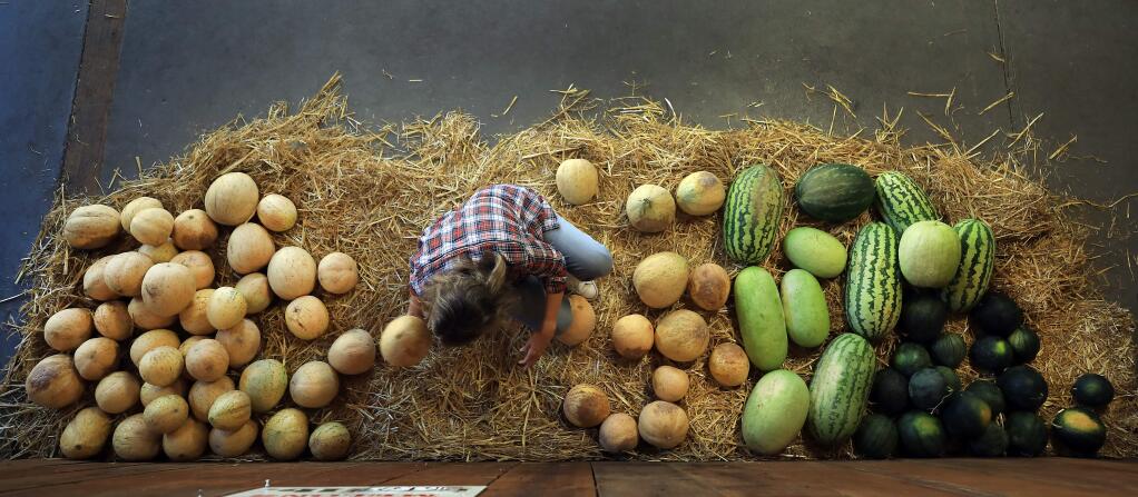 Jennifer Crane removes older melons to make room for freshly harvested fruit at the Crane Melon Barn, Friday, Sept. 13, 2019 near Rohnert Park. (Kent Porter / The Press Democrat) 2019