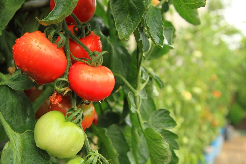 Tomatoes originated in Mesoamerica, and it is thought they were first brought to Europe in the 16th century by Hernan Cortes. In 1544, they pop up in the writings of Italian botanist Pietro Mattioli, who called them a new type of eggplant.