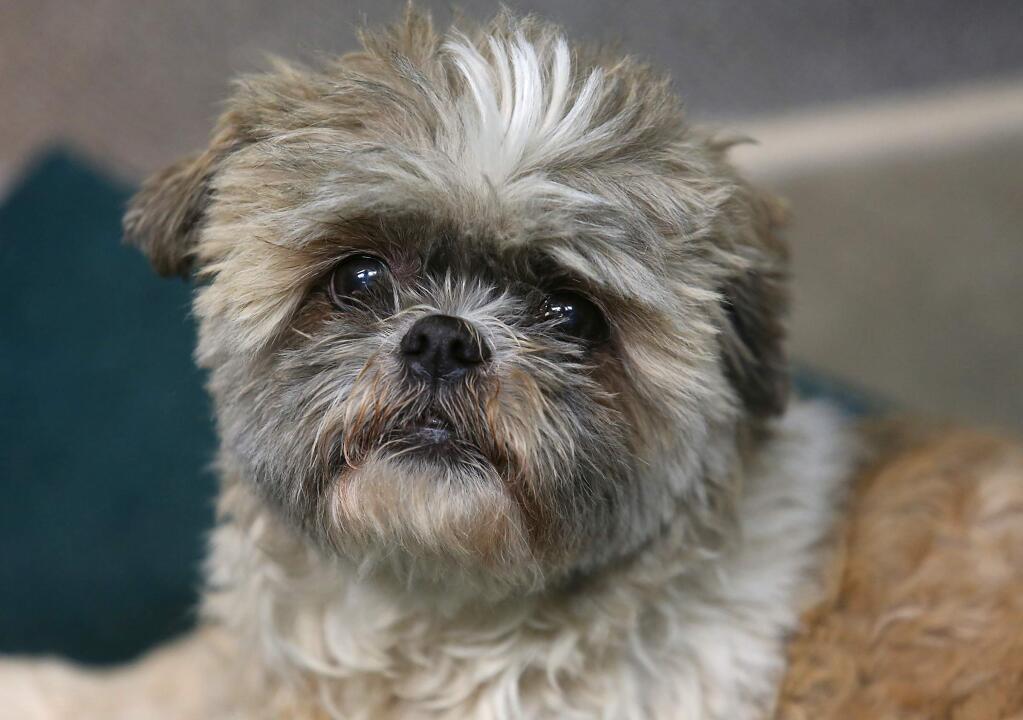 This male Shih Tzu mix was brought into the Sonoma County Animal Shelter on Wednesday afternoon. (John Burgess/The Press Democrat)