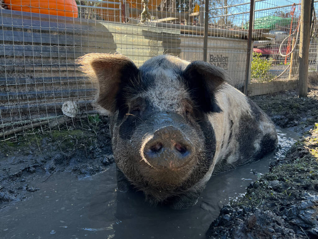Wesley at When Pigs Fly Ranch. Wallows help pigs stay cool and bug free. Roger Coryell photo.