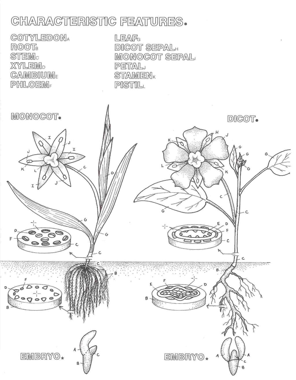 “The Botany Coloring Book” covers topics such as plant genetics, leaf structure and more.